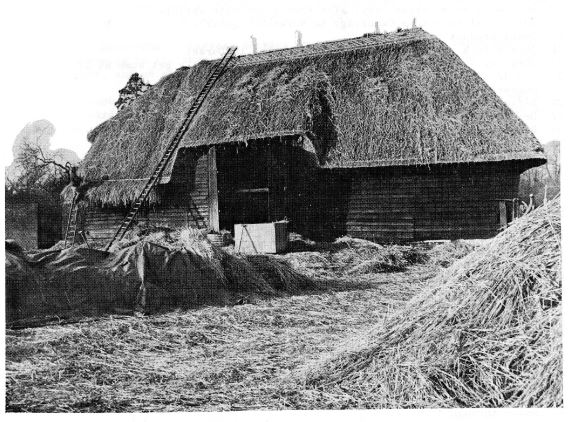 Re-thatching the barn in 1975